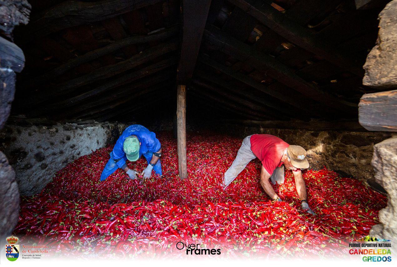 PAPRIKA candeleda seleccion